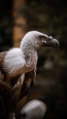 Portrait d’un vautour dans la nature – regard perçant et ambiance sombre