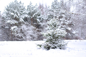 Snowy evergreen tree in a bright winter landscape. Natural textures, gentle snowfall and tranquil forest scenery