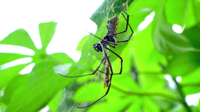 Vivid Stripes, Vicious Silk: Meet the Golden Orb-Weaver