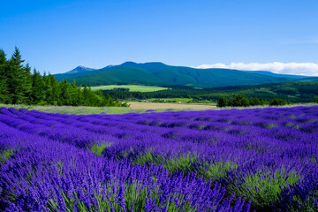Fototapeta premium Lavender Fields Blooming in Summer Under Clear Blue Sky – Natural Landscape and Fragrance Concept