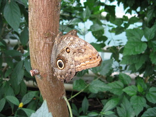 Tropischer Schmetterling im ehemaligen Schmetterlingshaus egapark Erfurt