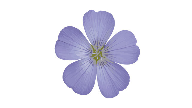 Single Light Purple Flax Flower with Five Petals and Green Center on White linum lavender