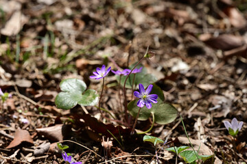 早春の落ち葉の中で咲く山野草　オオミスミソウ（雪割草）