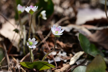 早春の落ち葉の中で咲く山野草　オオミスミソウ（雪割草）