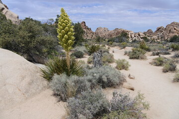 Felsen, Sonne und blauer Himmel im Joshua Tree Nationalpark	