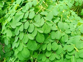 fresh green leaves of the moringa tree