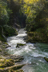 stream in the forest, vertical view