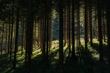 foresta di abeti nell'ombra, in un ambiente naturale di montagna, di giorno, illuminata dal sole,...
