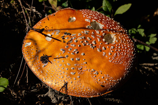 grande berretto di un fungo velenoso, color arancione e macchie bianche, di giorno, in autunno, in un ambiente naturale di montagna, visto da sopra