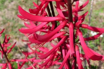 Erythrina herbacea plant in Florida nature, closeup