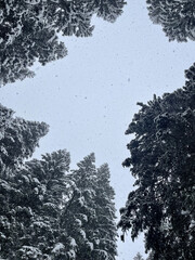 Snowfall through a winter forest. Snowflakes falling from a cloudy sky through the crowns of snow-covered trees.