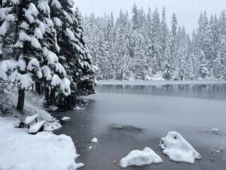 Snow-covered evergreens along a frozen lake shore. A winter landscape with evergreen trees covered in a thick layer of snow lining the shore of a partially frozen lake.