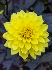 Dahlia Meteorite flowering in late summer