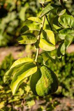 Pomelo fruits closeup on a tree branch in citrus fruits garden also calle toronja