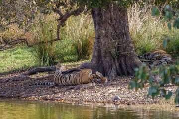 Königstiger beim Mittagsschlaf im Ranthambhore Nationalpark, Indien