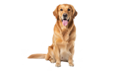 Golden retriever dog sitting and looking engaged with tongue slightly out transparent background white background