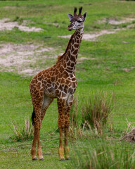 giraffe in the zoo