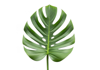 Monstera deliciosa leaf, closeup, isolated on transparent background