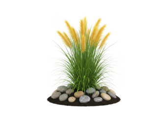 Pampas grass with stones isolated on transparent background