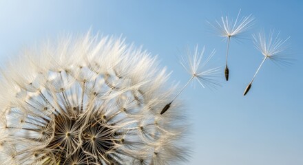 A delicate dandelion flower with fluffy white seed heads blowing in the wind against a clear blue sky, conveying a sense of tranquility and the fleeting nature of life.