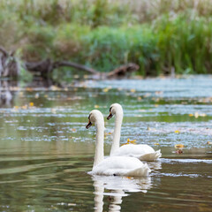 Two white swans swimming on a calm lake