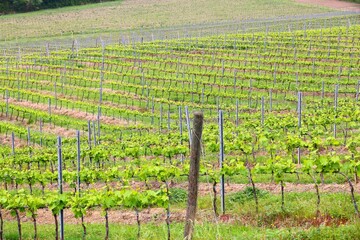 Naklejka premium Vineyards in Tuscany - rural Italy. Agricultural countryside area in the province of Siena.