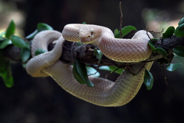 Trimeresurus purpureomaculatus on a branch, Mangrove pit viper, indonesia snake