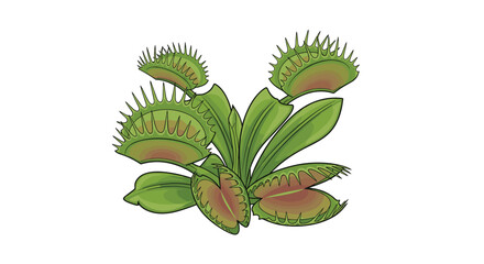 Detailed illustration of a Venus flytrap carnivorous plant with multiple open and closed traps on a white background.