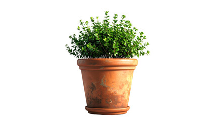 Potted plant, lush green foliage in earthy terracotta container