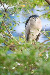 Black-crowned Night Heron Perched Among Green Foliage