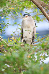Black-crowned Night Heron Perched Among Green Foliage