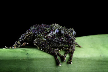 mossy tree frog isolated on black background, front view frog, Vietnamese mossy frog on a leaves