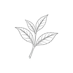 Hand-drawn Tea Leaf Sprig