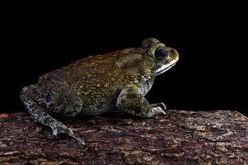 Asian common toad sitting on a wood, Duttaphrynus melanostictus side view, Asian black-spined toad ,common Sunda toad, and Javanese toad isolated on black background
