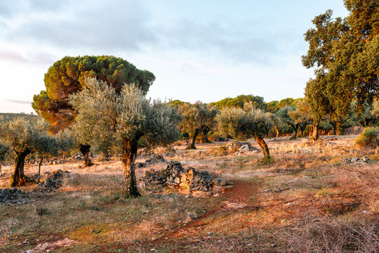 Ancient olive tree grove at sunset in rural Portugal with dry grass, stone ruins and golden autumn light, traditional Mediterranean landscape and agriculture