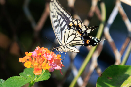 Swallowtail Butterfly Pollinating Bright Orange Lantana Flowers