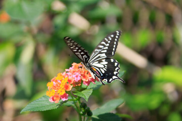Swallowtail Butterfly Pollinating Bright Orange Lantana Flowers