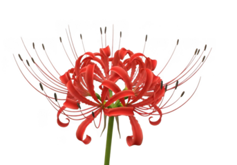 Red spider lily blossom isolated on transparent background