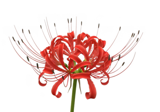 Red spider lily blossom isolated on transparent background