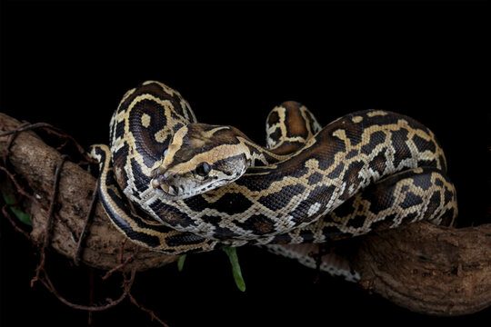 Python molurus bivittatus coiled on a branch isolated on black background, burmese snake