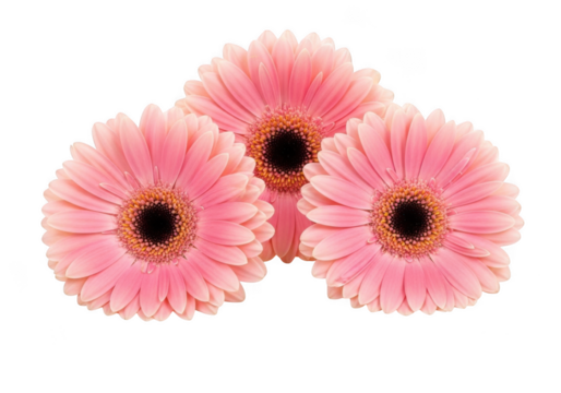 Three pink gerberas arrangement isolated on transparent background