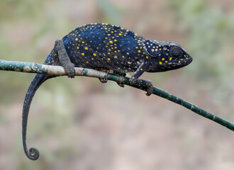 Dark Flap Necked chameleon on Branch