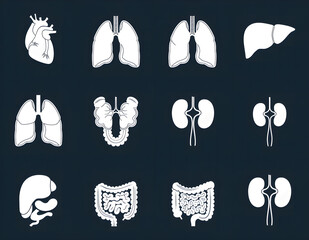 illustration vector icon of  various human internal organ, including lungs, heart, kidneys, liver, stomach and pancreas