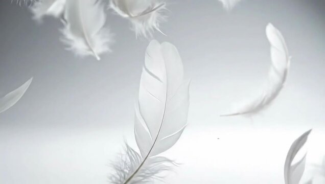 White Feathers Gently Falling Slow Motion Background Loop