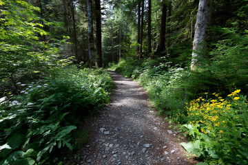 Fototapeta premium Scenic spring trail through fresh green forest.