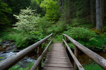 Fototapeta premium Rustic wooden bridge over small creek in spring.
