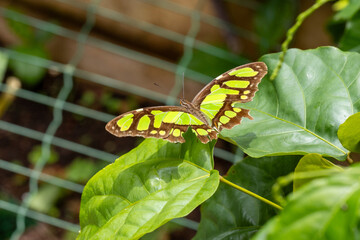 Borboleta Malaquita. Siproeta stelenes. Borboleta verde.