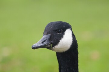 Canadian goose eating grass
