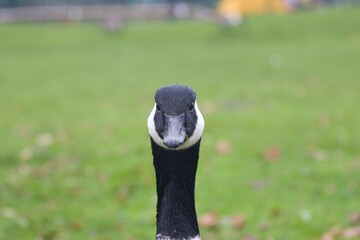 Canada goose front face view