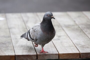 Street pigeon in Manchester.